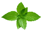 detox tea ingredients peppermint