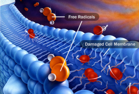 Radicaux libres et antioxydants naturels