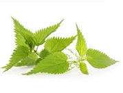 detox tea ingredients Nettle