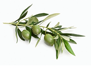 detox tea ingredients Olive Leaf