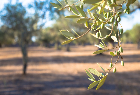 The secret of Olive Tree