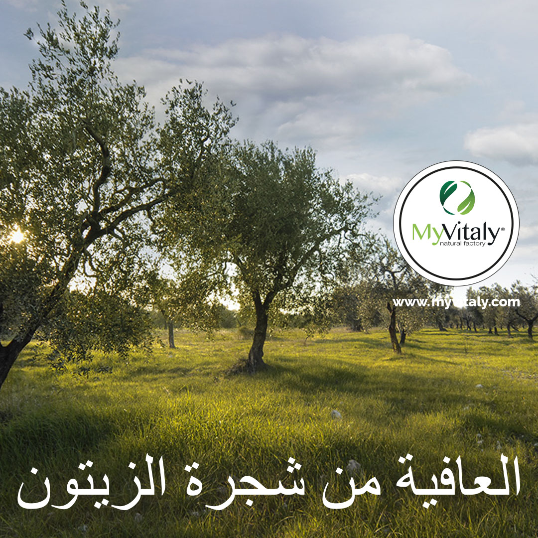 Olive_Trees_Italy_Greece_Instagram_AR