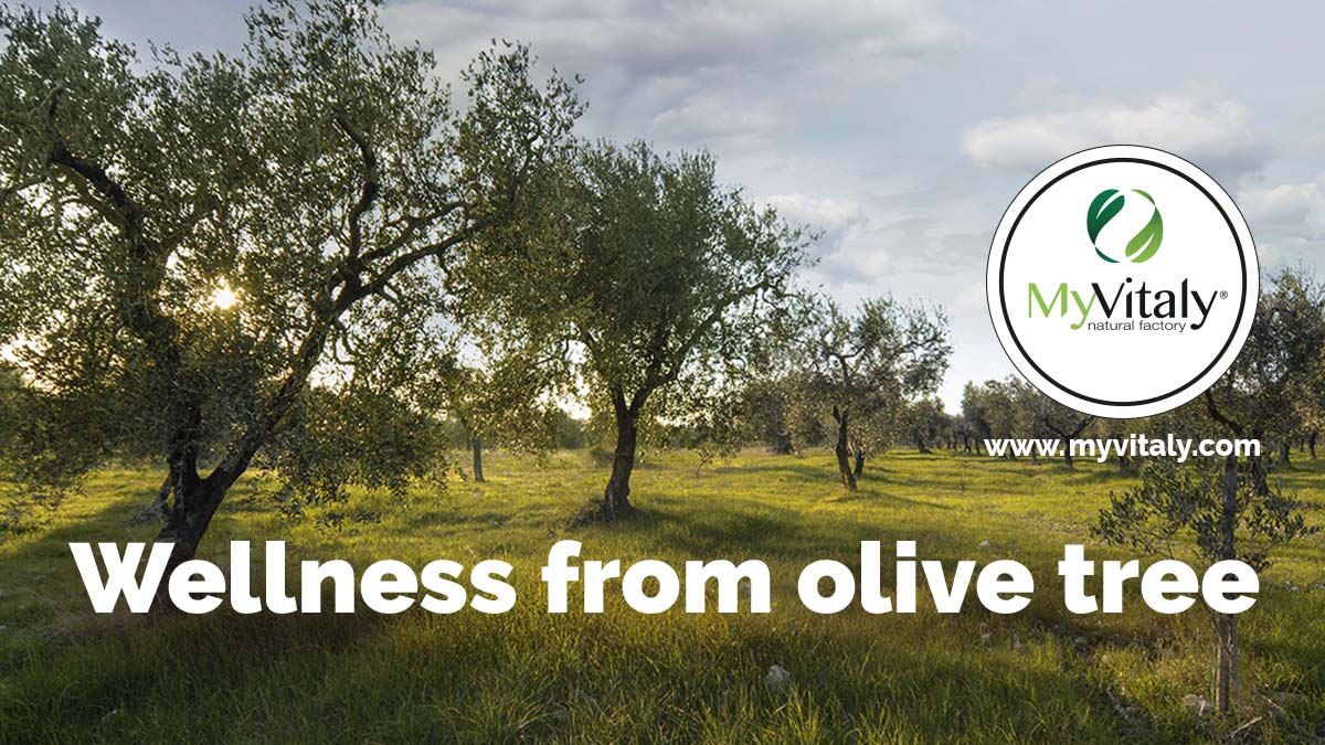 Olive_Trees_Grece_Italy_Facebook_EN