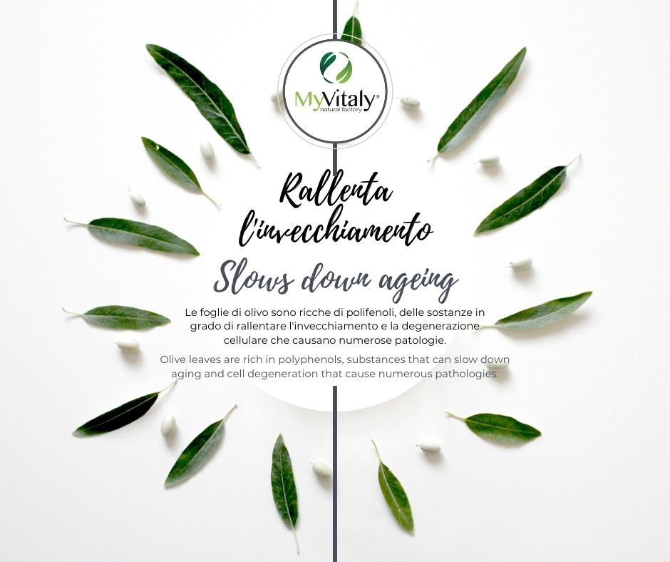 MyVitaly_-_foglie_di_olivo_antiage