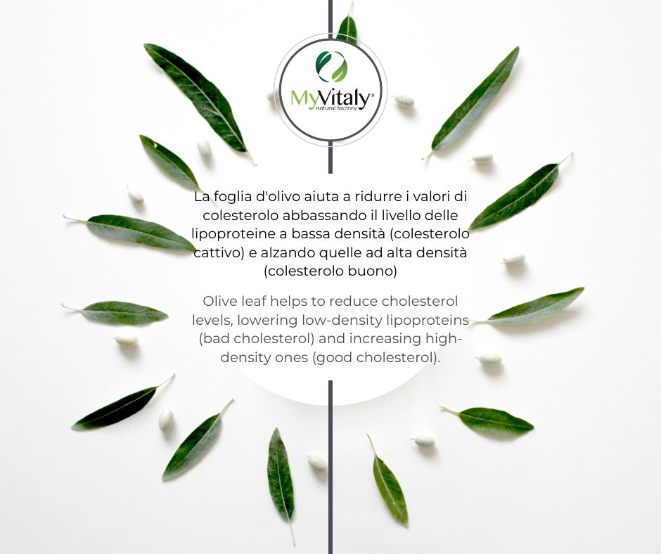 MyVitaly_-_foglie_di_olivo_e_colesterolo