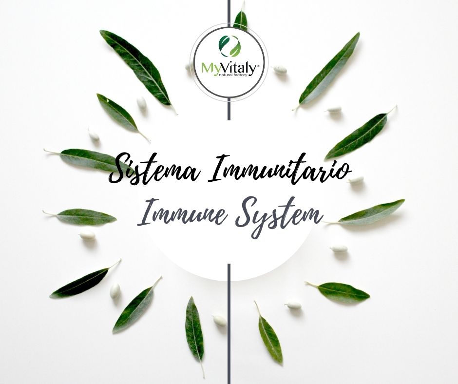 MyVitaly_-_foglie_di_olivo_e_sistema_immunitario