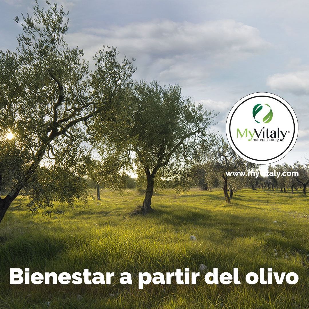 Olive_Trees_Italy_Greece_Instagram_ES
