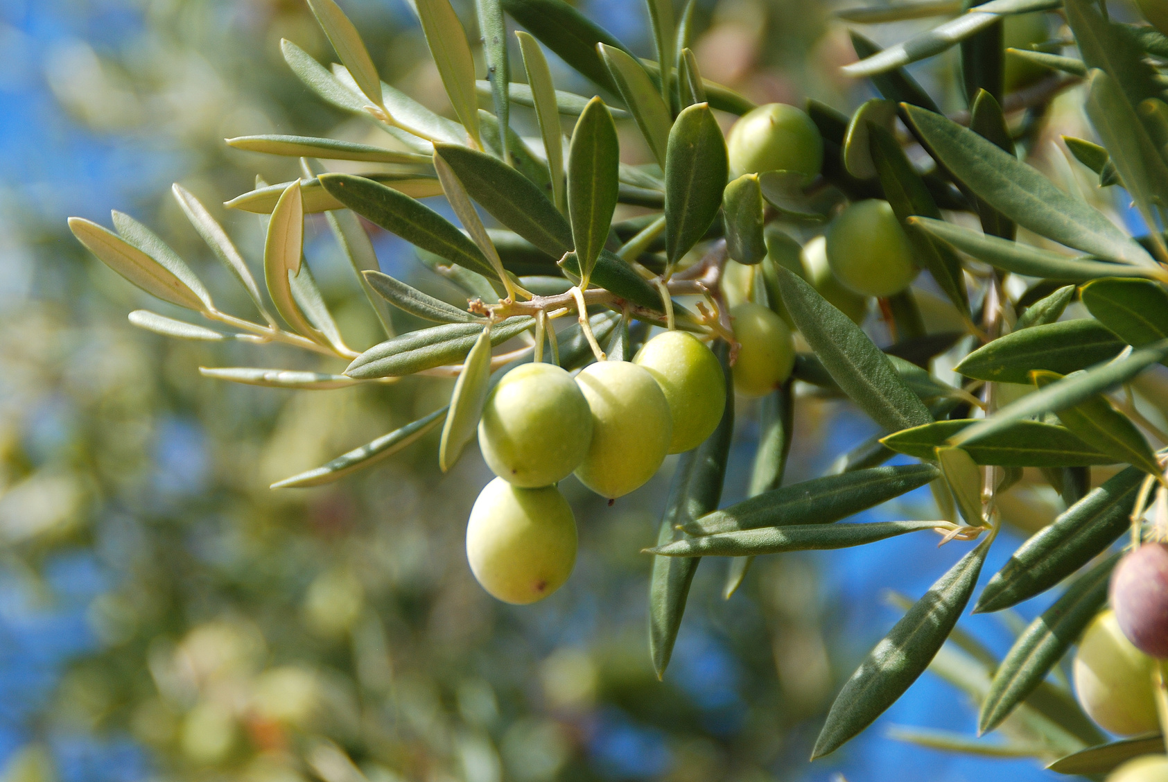 olive leaf immune defenses